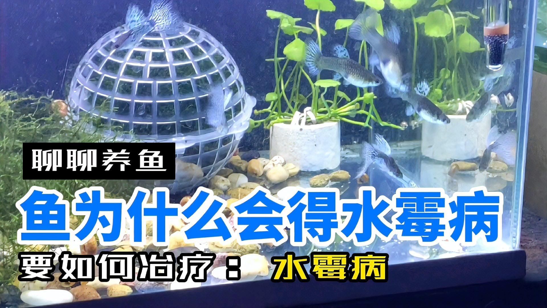 如何判斷魚缸絮狀物是否由病菌引起，如何判斷魚缸中的絮狀物是否由病菌引起？