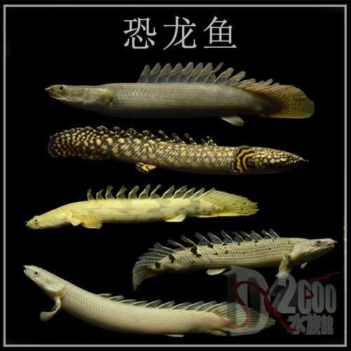 給我一些喀麥隆恐龍魚的圖片，關于喀麥隆恐龍魚的一些圖片