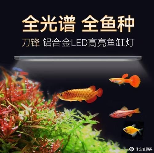 推薦幾款性價比高的魚缸燈，高性價比的魚缸燈選購