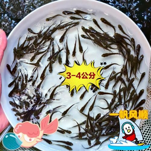 龍魚的最佳餌料是什么？，人工飼料推薦：龍魚的最佳餌料并非單一食物，而是人工飼料推薦