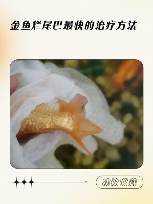 給我一些金魚爛尾巴潰爛的圖片，關于金魚爛尾巴潰爛的一些建議