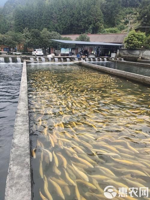 和政龍魚的養殖技術有哪些？，“和政龍魚”的養殖技術需要清潔、富含氧的水質管理 和政龍魚的養殖技術有哪些？，“和政龍魚”的養殖技術需要清潔、富含氧的水質管理 龍魚百科 第6張