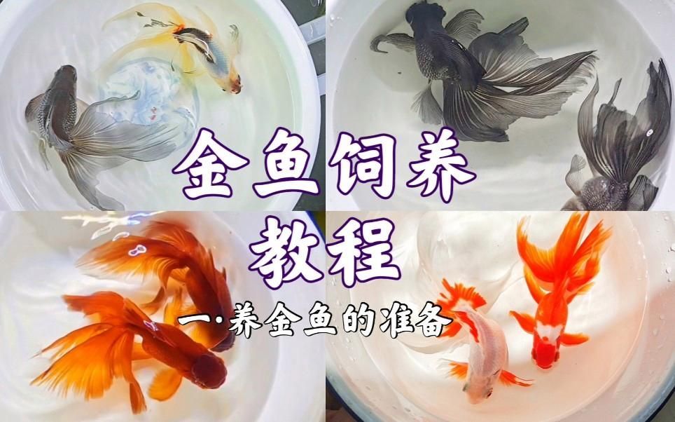 新手養金魚指南，新手養金魚基礎知識