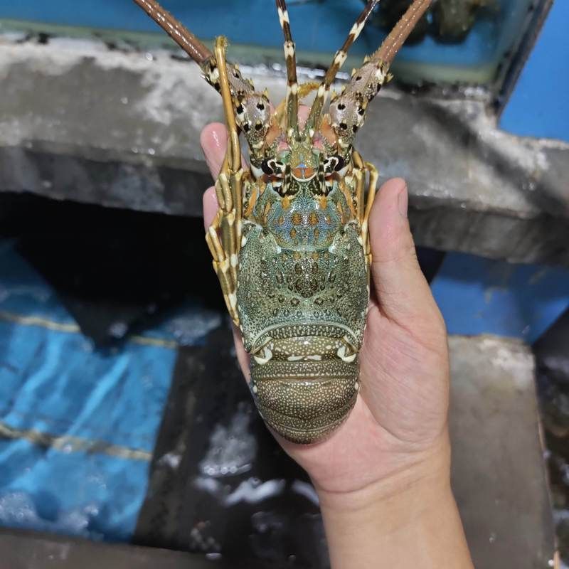 小青龍魚的營養價值有哪些？，小青龍魚的營養價值與營養成分的科學依據及可視化