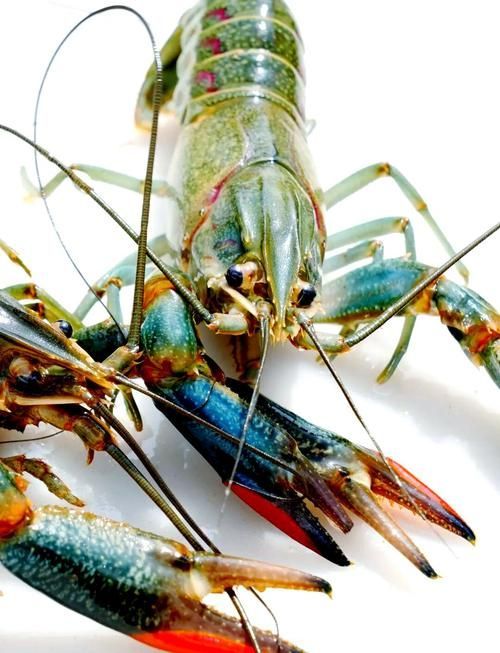 小青龍魚的營養價值有哪些？，小青龍魚的營養價值與營養成分的科學依據及可視化