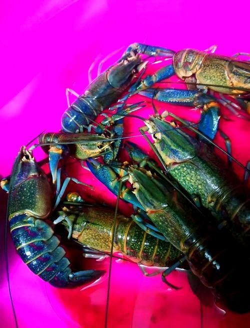 小青龍魚的營養價值有哪些？，小青龍魚的營養價值與營養成分的科學依據及可視化