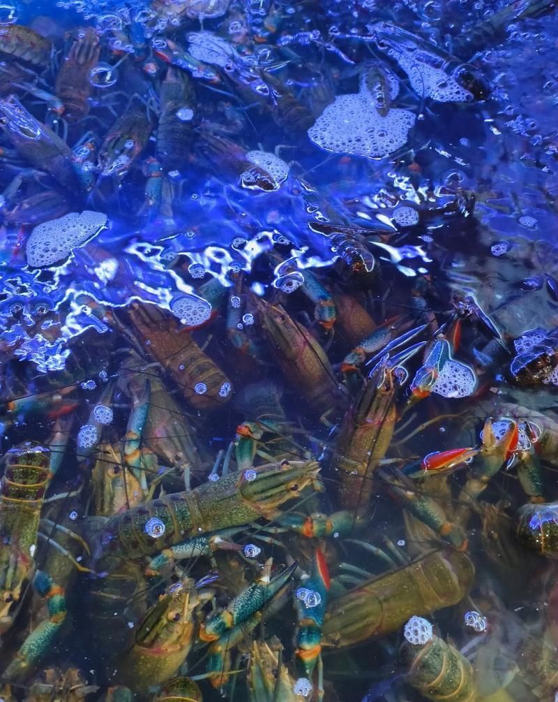 小青龍魚的營養價值有哪些？，小青龍魚的營養價值與營養成分的科學依據及可視化