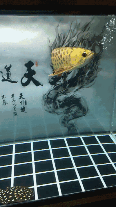推薦一些動態的全龍魚壁紙，全龍魚壁紙是一種視覺盛宴，它們通過動畫和特效讓龍魚在屏幕上生動地游動 推薦一些動態的全龍魚壁紙，全龍魚壁紙是一種視覺盛宴，它們通過動畫和特效讓龍魚在屏幕上生動地游動 龍魚百科 第5張