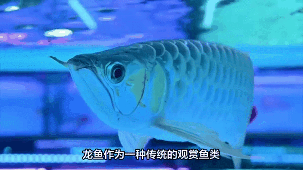 推薦一些動態的全龍魚壁紙，全龍魚壁紙是一種視覺盛宴，它們通過動畫和特效讓龍魚在屏幕上生動地游動 推薦一些動態的全龍魚壁紙，全龍魚壁紙是一種視覺盛宴，它們通過動畫和特效讓龍魚在屏幕上生動地游動 龍魚百科 第3張