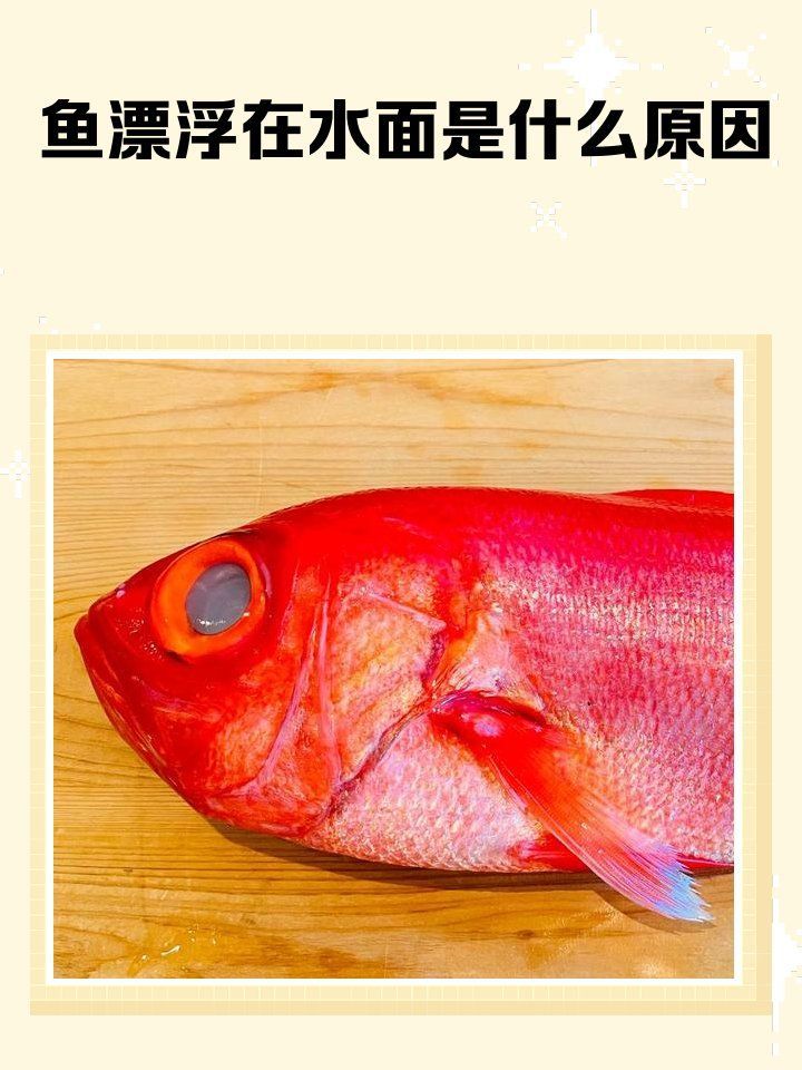 下雨后魚浮頭是什么原因，下雨后魚為什么浮在水面