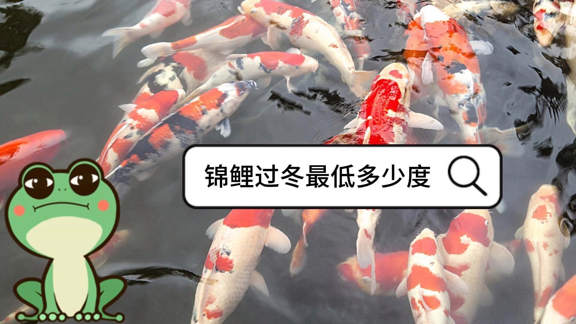 錦鯉和龍魚哪個(gè)更耐寒，錦鯉和龍魚哪個(gè)壽命更長？ 錦鯉和龍魚哪個(gè)更耐寒，錦鯉和龍魚哪個(gè)壽命更長？ 龍魚百科 第2張