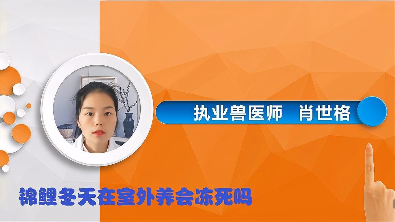錦鯉和龍魚哪個(gè)更耐寒，錦鯉和龍魚哪個(gè)壽命更長？ 錦鯉和龍魚哪個(gè)更耐寒，錦鯉和龍魚哪個(gè)壽命更長？ 龍魚百科 第1張