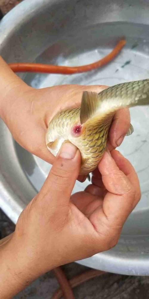如何判斷金龍魚是否細菌性腸炎？，如何判斷金龍魚是否患有細菌性腸炎