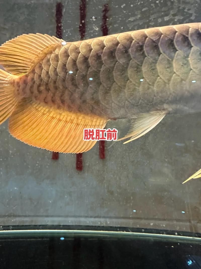 如何判斷金龍魚是否細菌性腸炎？，如何判斷金龍魚是否患有細菌性腸炎