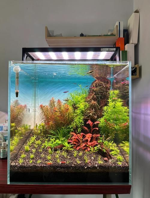 魚缸燈色溫設(shè)置技巧，魚缸燈色溫設(shè)置技巧詳解 魚缸燈色溫設(shè)置技巧，魚缸燈色溫設(shè)置技巧詳解 龍魚百科 第1張