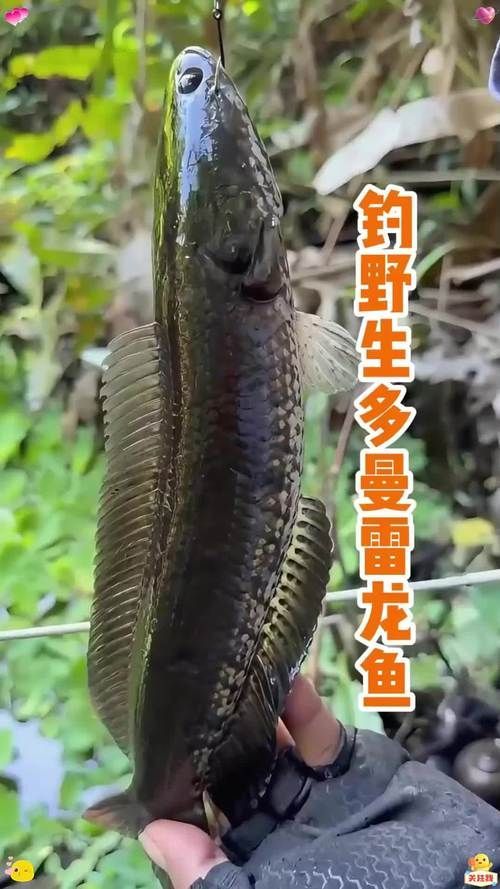 給我一些判斷龍魚沖突的圖片，判斷龍魚沖突的關鍵視覺信號，給我一些判斷龍魚沖突的圖片