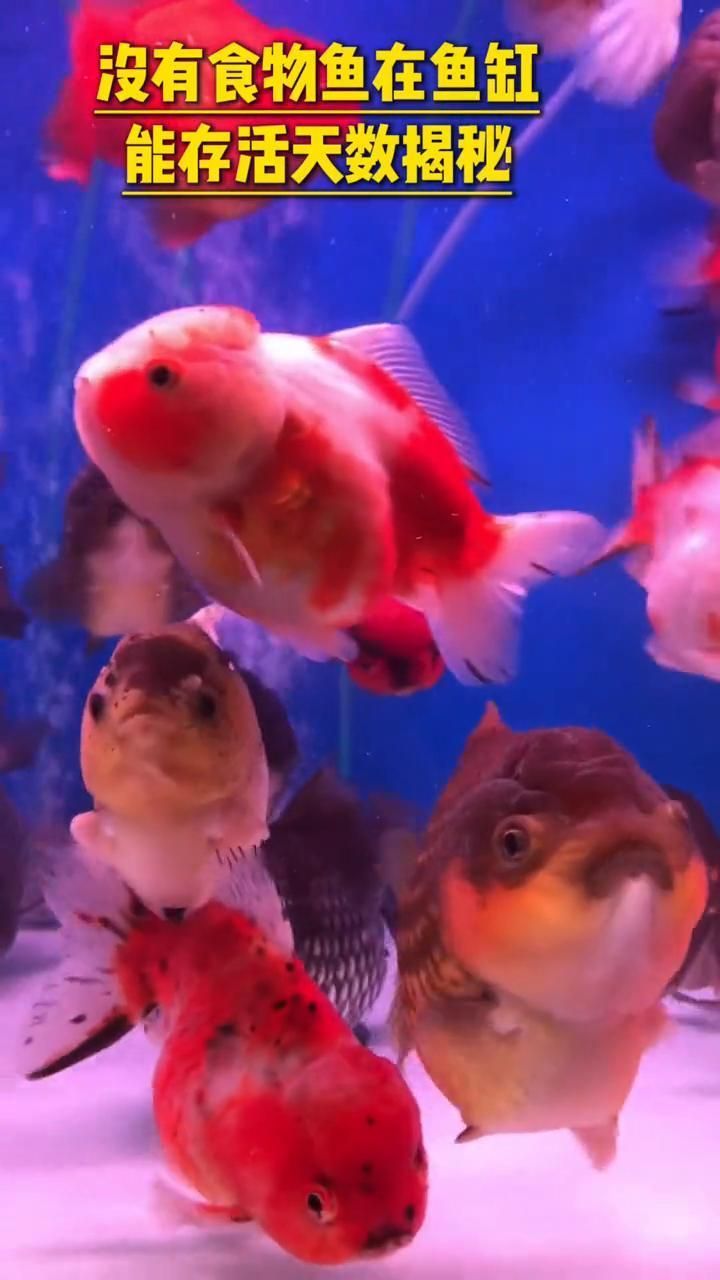 龍魚兩個月沒吃，還能活多久，銀龍魚不喂食能活多久關鍵因素解析