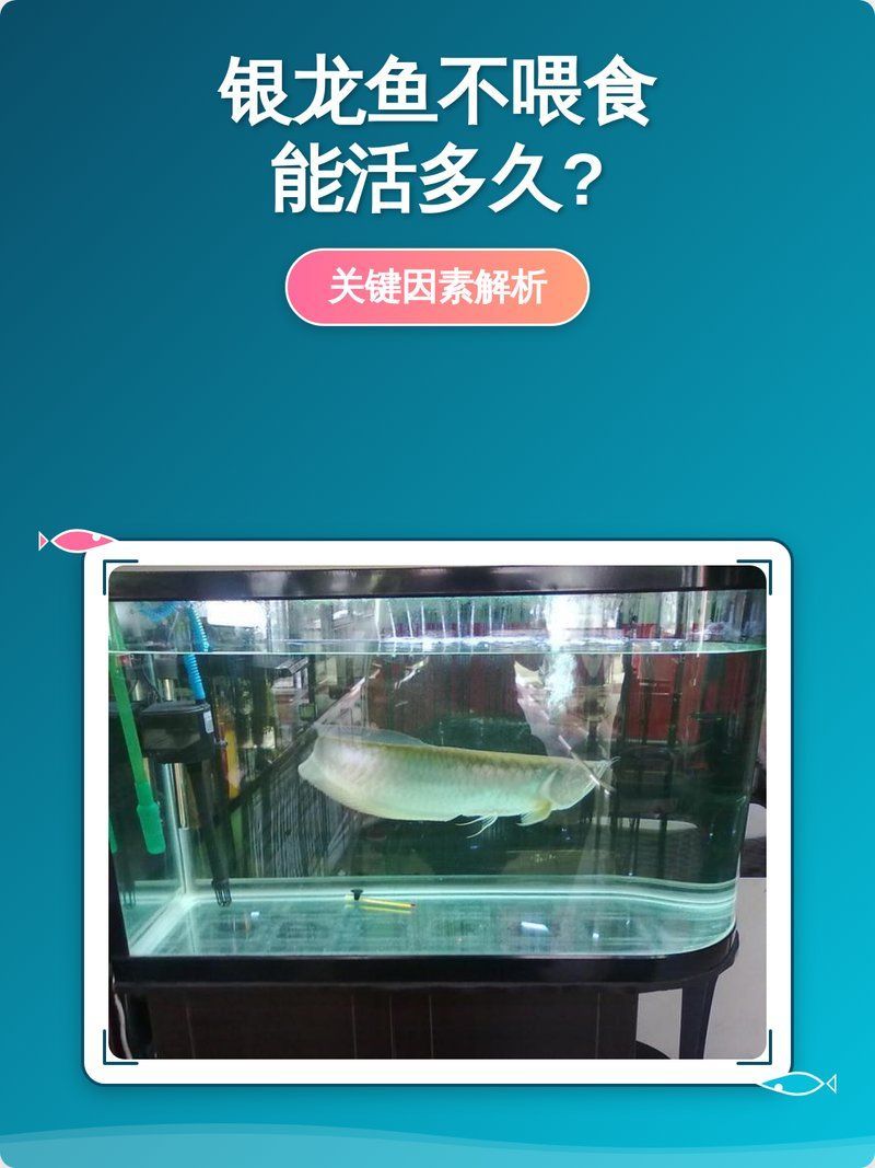龍魚兩個月沒吃，還能活多久，銀龍魚不喂食能活多久關鍵因素解析