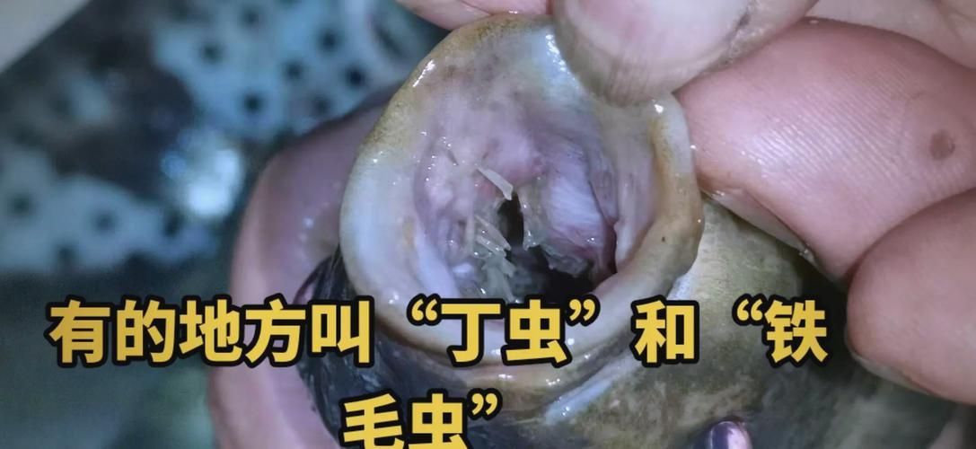 能否給出錨頭鳋的寄生宿主示例，如何防治錨頭鳋病