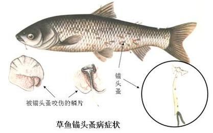 能否給出錨頭鳋的寄生宿主示例，如何防治錨頭鳋病