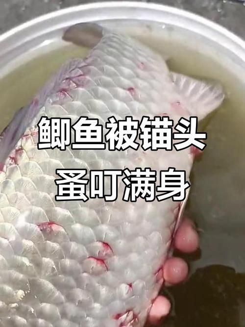 能否給出錨頭鳋的寄生宿主示例，如何防治錨頭鳋病