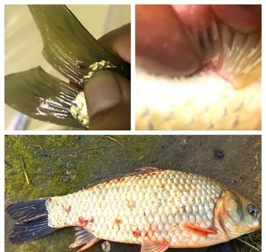 能否給出錨頭鳋的寄生宿主示例，如何防治錨頭鳋病