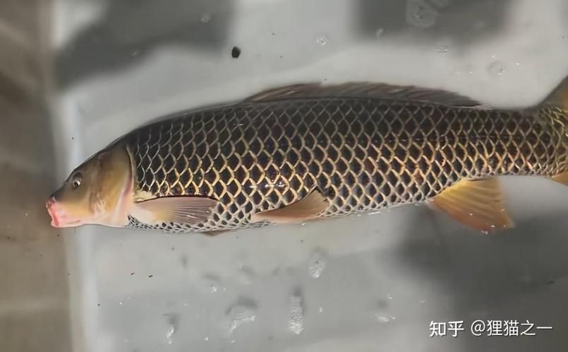 化龍魚有哪些品種，浙江男子68元售出“化龍魚”，網友估價高達5800元