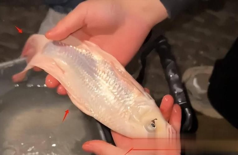 化龍魚有哪些品種，浙江男子68元售出“化龍魚”，網友估價高達5800元