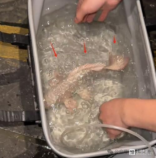 化龍魚有哪些品種，浙江男子68元售出“化龍魚”，網友估價高達5800元