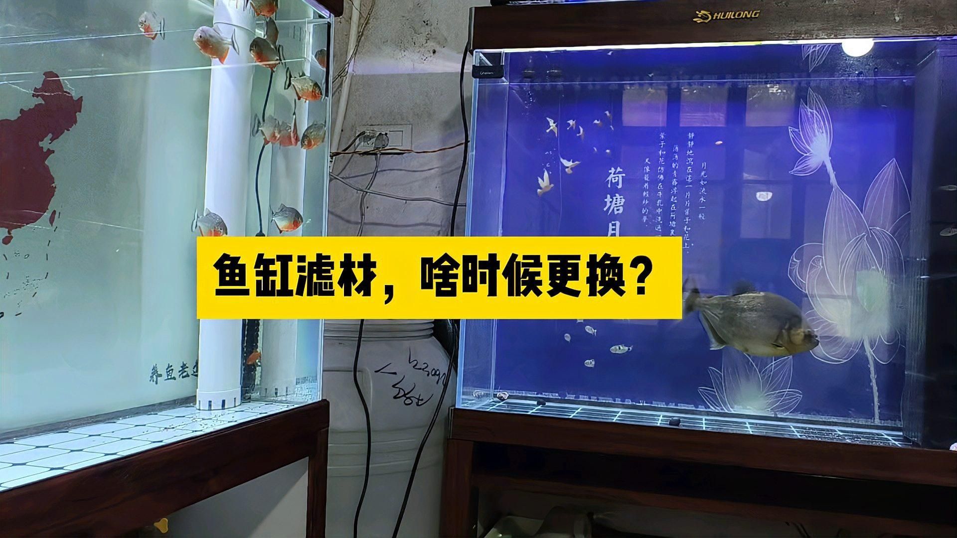 魚缸濾材多久更換一次？，如何判斷魚缸濾材是否需要更換？