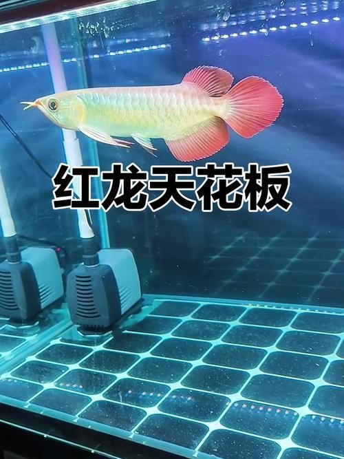 給我一些紅龍品相判斷的實例圖片,如何判斷紅龍的品相 龍魚百科 第6張 給我一些紅龍品相判斷的實例圖片,如何判斷紅龍的品相 給我一些紅龍品相判斷的實例圖片,如何判斷紅龍的品相 龍魚百科 第6張