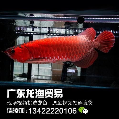 有哪些辣椒紅龍魚品種，亞洲龍魚中的辣椒紅龍魚主要品種詳解