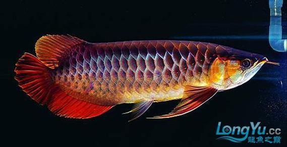 有哪些辣椒紅龍魚品種，亞洲龍魚中的辣椒紅龍魚主要品種詳解