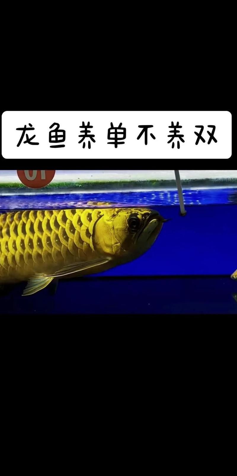 有哪些觀賞魚不適合與龍魚混養(yǎng)，龍魚混養(yǎng)時(shí)需要注意哪些事項(xiàng)與龍魚混養(yǎng)需要注意哪些事項(xiàng)