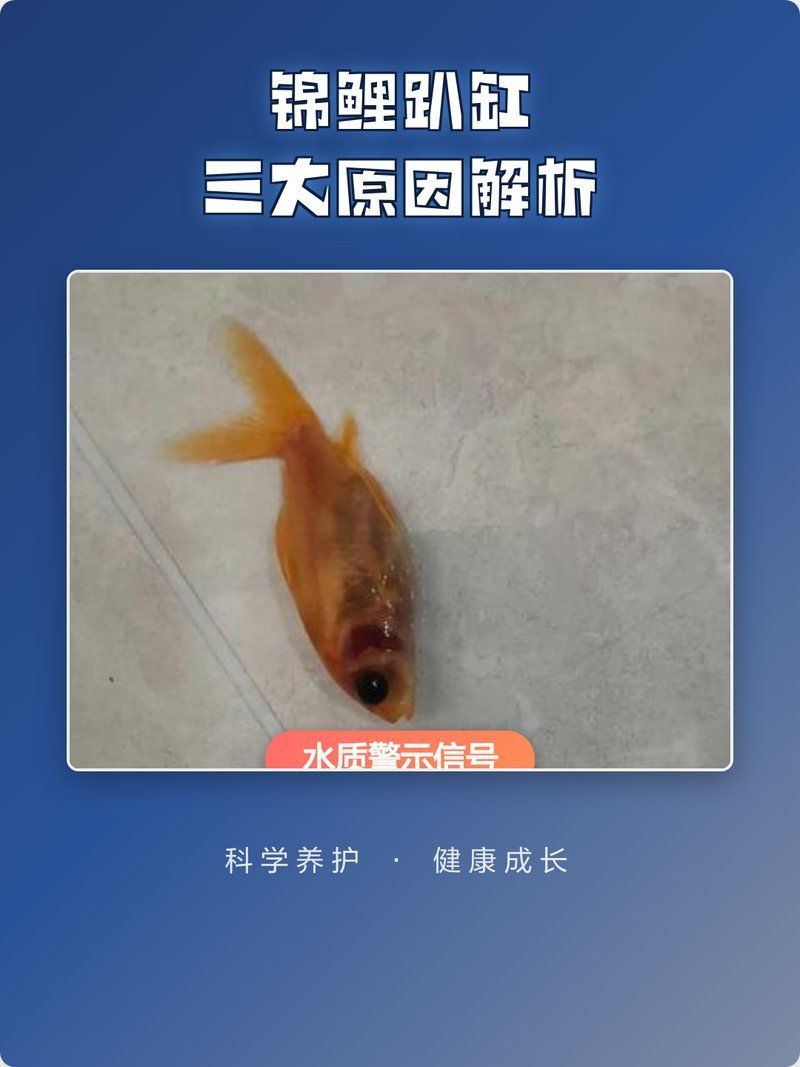 錦鯉魚趴缸是什么原因如何解決，津銘短發研習社揭秘錦鯉睡覺和趴缸的區別