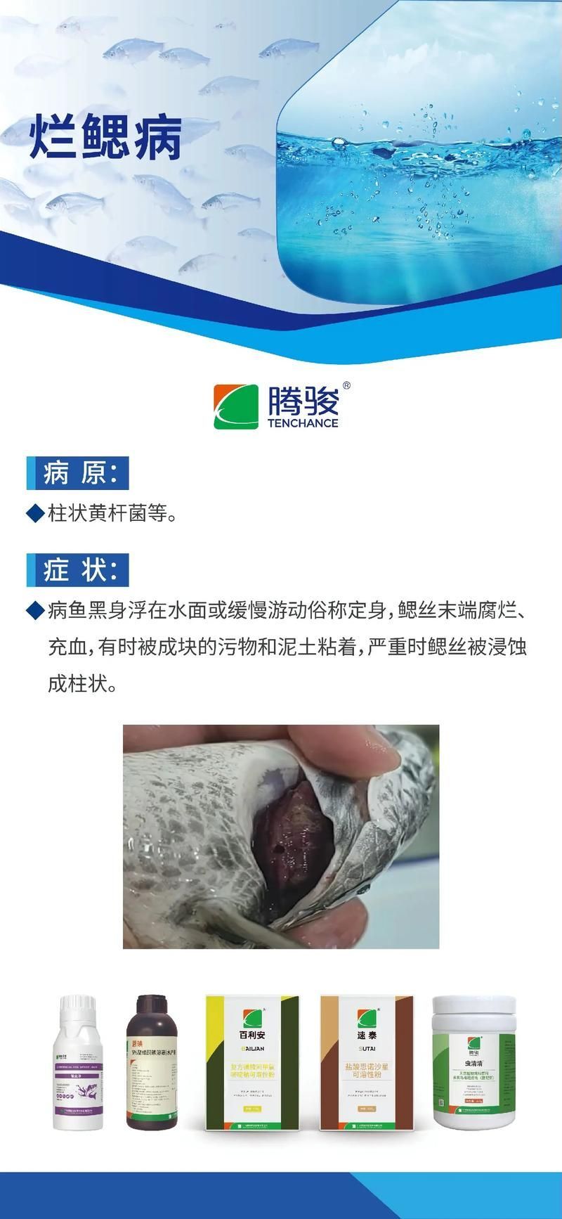 如何預防爛鰓病的傳播，水產養殖爛鰓病防治