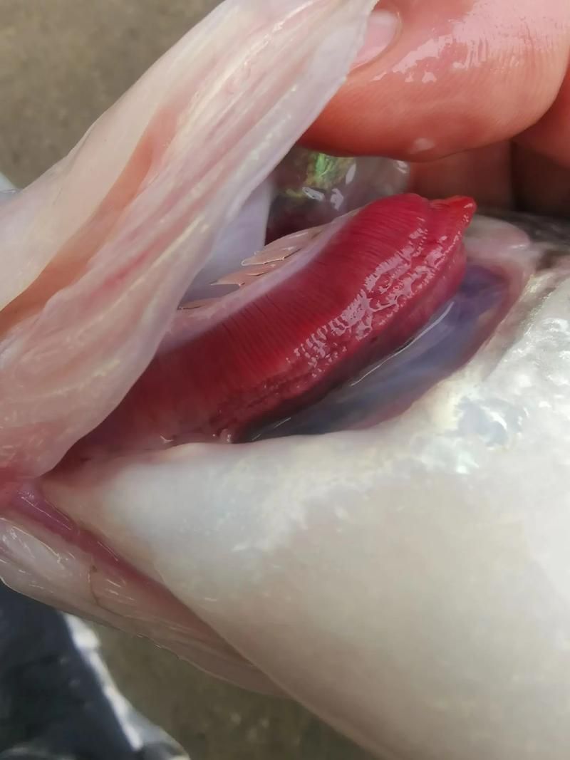 如何預防爛鰓病的傳播，水產養殖爛鰓病防治