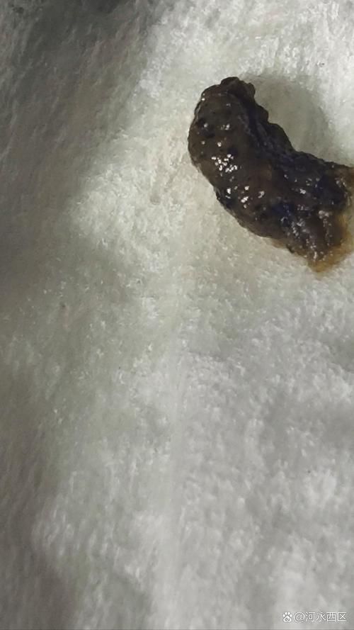 怎樣判斷魚得了內(nèi)寄還是腸炎，如何判斷魚類內(nèi)寄生蟲感染與細(xì)菌性腸炎 怎樣判斷魚得了內(nèi)寄還是腸炎，如何判斷魚類內(nèi)寄生蟲感染與細(xì)菌性腸炎 龍魚百科 第2張