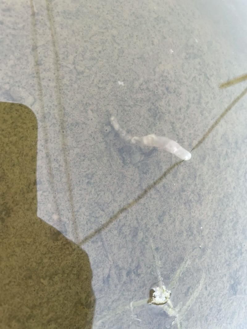 怎樣判斷魚得了內(nèi)寄還是腸炎，如何判斷魚類內(nèi)寄生蟲感染與細(xì)菌性腸炎 怎樣判斷魚得了內(nèi)寄還是腸炎，如何判斷魚類內(nèi)寄生蟲感染與細(xì)菌性腸炎 龍魚百科 第3張