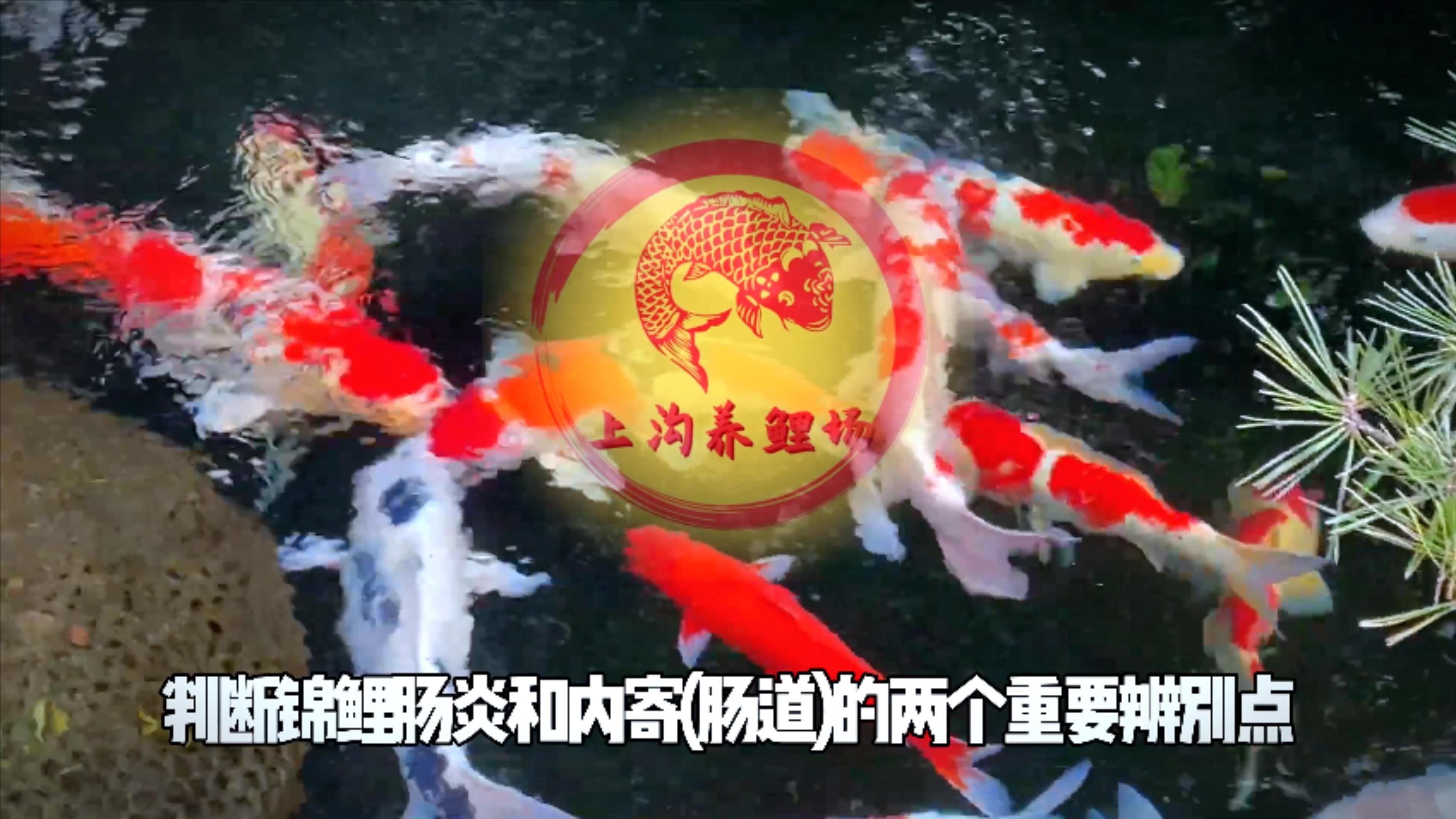 怎樣判斷魚得了內(nèi)寄還是腸炎，如何判斷魚類內(nèi)寄生蟲感染與細(xì)菌性腸炎 怎樣判斷魚得了內(nèi)寄還是腸炎，如何判斷魚類內(nèi)寄生蟲感染與細(xì)菌性腸炎 龍魚百科 第6張