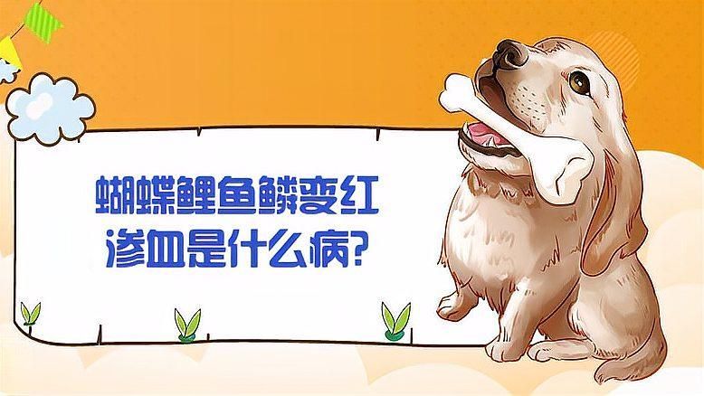 魚(yú)鱗變紅滲血會(huì)自愈嗎，如何判斷魚(yú)鱗變紅滲血是否會(huì)自愈