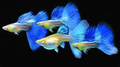 小型魚，關于小型魚的詳細解析