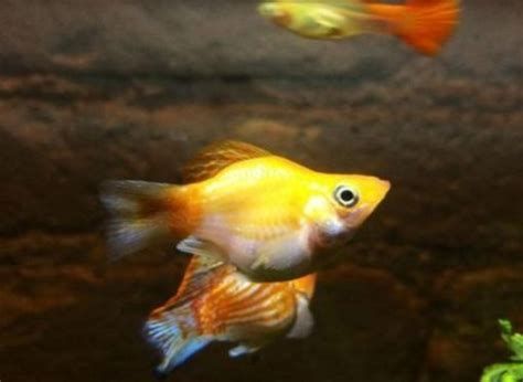 小型魚，關于小型魚的詳細解析