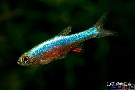 小型魚，關于小型魚的詳細解析
