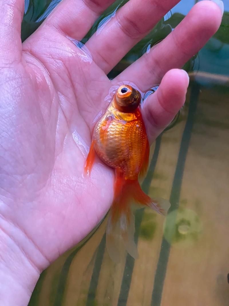 如何預防龍睛金魚的爛尾病，龍睛金魚爛尾病的預防