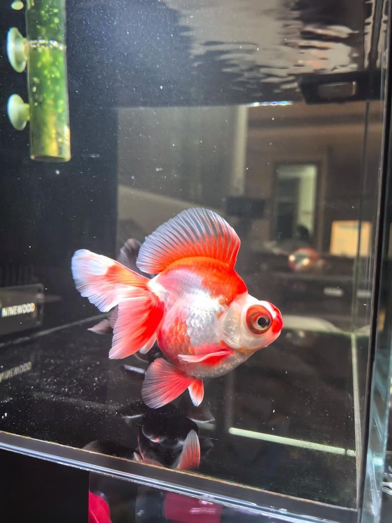 如何預防龍睛金魚的爛尾病，龍睛金魚爛尾病的預防