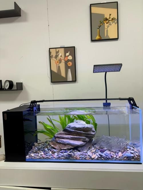如何選擇適合的魚缸品牌？，2025年魚缸選購指南:2025魚缸十大品牌盤點