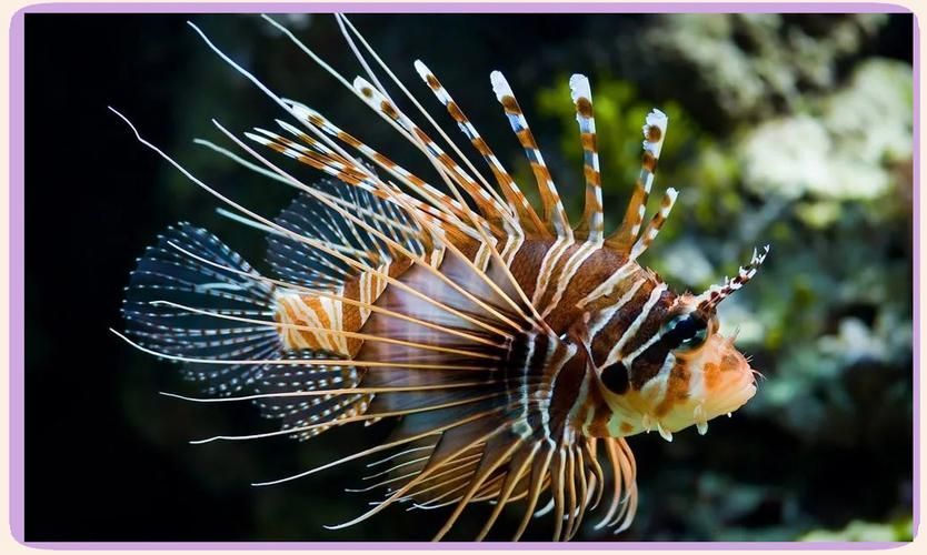 有哪些攻擊性魚類需要特別注意，arxiv論文助手arxiv論文助手arxiv論文助手