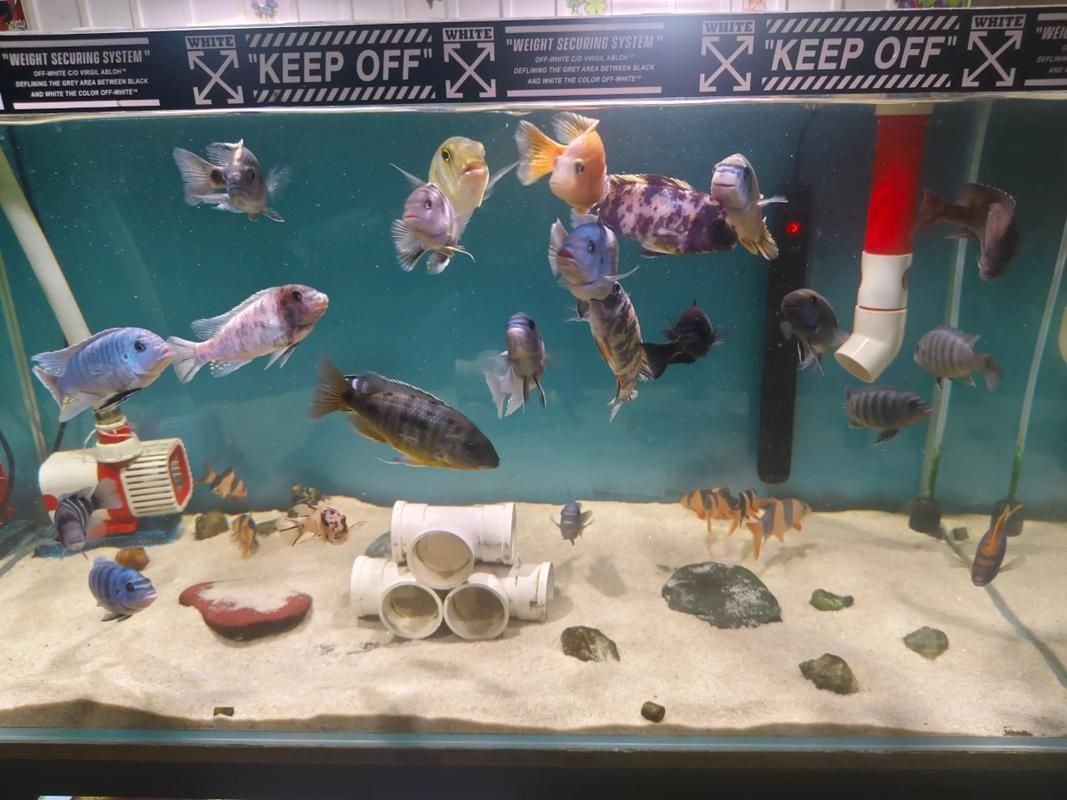 龍魚混養視頻大全，“龍魚混養視頻大全”完全滿足用戶要求“龍魚混養視頻大全”