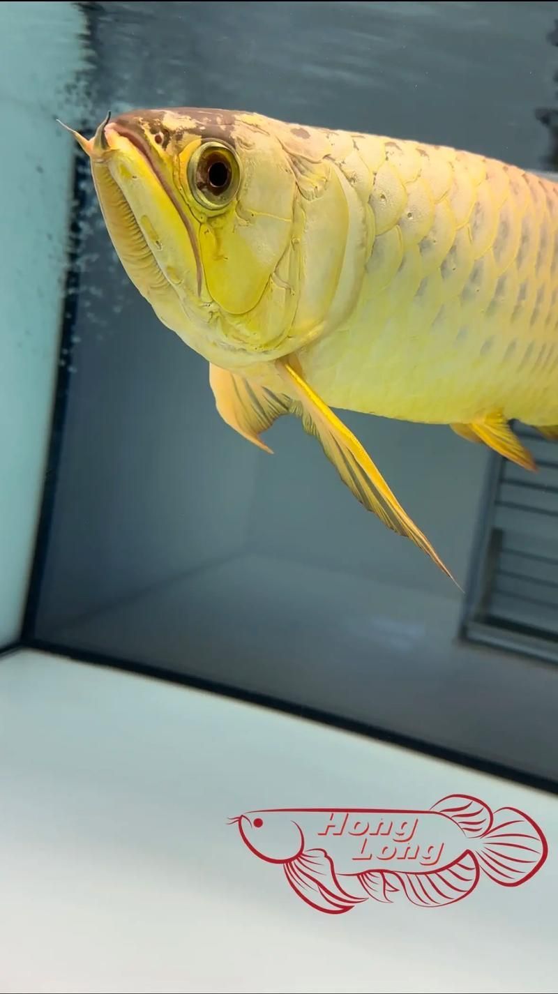 哪種頭型的龍魚最珍貴，什么頭型的龍魚最珍貴？